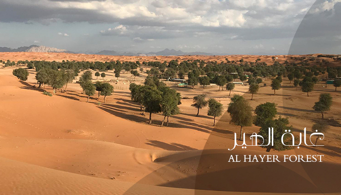 التخييم في غابة الهير