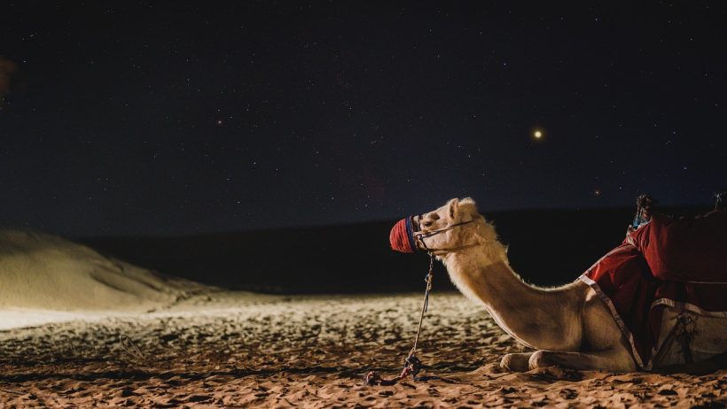 سالك دبي