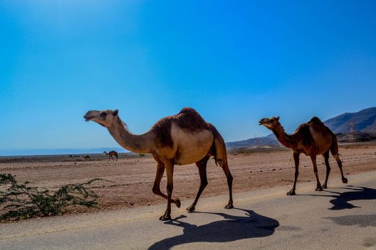 مواقف ابوظبي