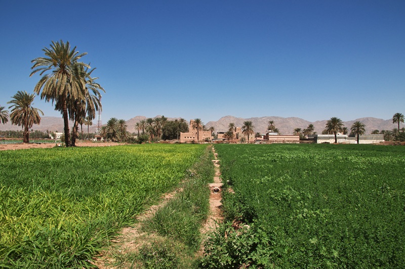  تُعد تونس من الدول الرائدة في مجال التأمين الزراعي متناهي الصغر